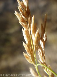 Canada or flatstem bluegrass (<em>Poa compressa</em>)