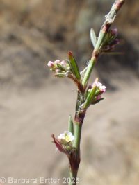 common or prostrate knotweed, doorweed (<em>Polygonum aviculare</em>)