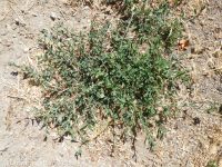 common or prostrate knotweed, doorweed (<em>Polygonum aviculare</em>)