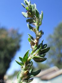 common or prostrate knotweed, doorweed (<em>Polygonum aviculare</em>)