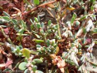 common or prostrate knotweed, doorweed (<em>Polygonum aviculare</em>)