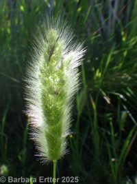 rabbitsfoot grass (<em>Polypogon monspeliensis</em>)