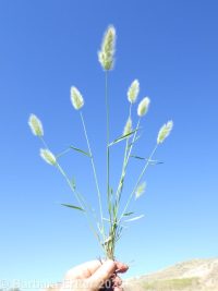 rabbitsfoot grass (<em>Polypogon monspeliensis</em>)