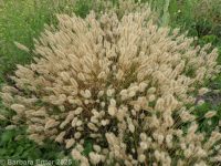 rabbitsfoot grass (<em>Polypogon monspeliensis</em>)
