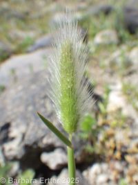 rabbitsfoot grass (<em>Polypogon monspeliensis</em>)