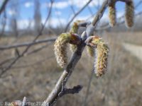 white poplar (<em>Populus alba</em>)
