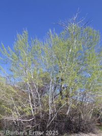 white poplar (<em>Populus alba</em>)