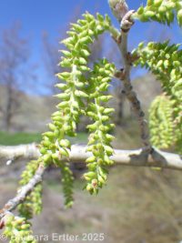 white poplar (<em>Populus alba</em>)