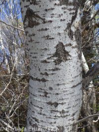white poplar (<em>Populus alba</em>)