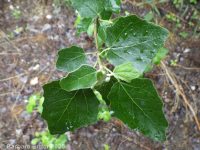 white poplar (<em>Populus alba</em>)