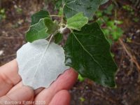 white poplar (<em>Populus alba</em>)