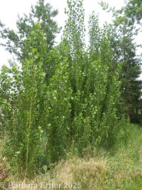 Lombardy poplar (<em>Populus nigra</em>)
