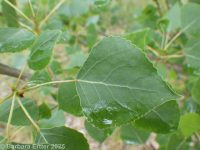 Lombardy poplar (<em>Populus nigra</em>)