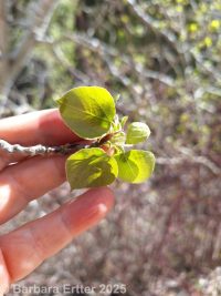 quaking aspen (<em>Populus tremuloides</em>)