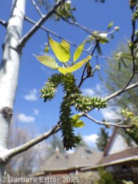 quaking aspen (<em>Populus tremuloides</em>)