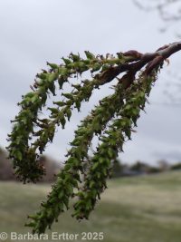 quaking aspen (<em>Populus tremuloides</em>)