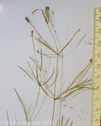 Berchtold's or dwarf pondweed (<em>Potamogeton berchtoldii</em>)