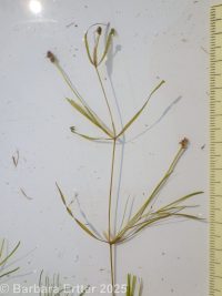 Berchtold's or dwarf pondweed (<em>Potamogeton berchtoldii</em>)