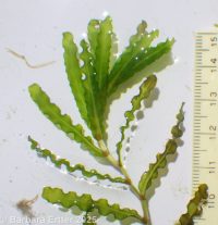 curled pondweed (<em>Potamogeton crispus</em>)