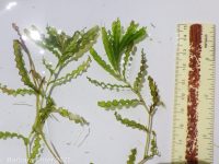 curled pondweed (<em>Potamogeton crispus</em>)