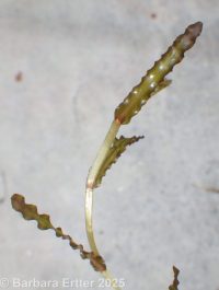 curled pondweed (<em>Potamogeton crispus</em>)
