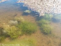 waterthread pondweed (<em>Potamogeton diversifolius</em>)