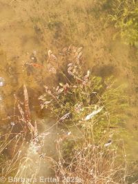 waterthread pondweed (<em>Potamogeton diversifolius</em>)