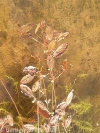 waterthread pondweed (<em>Potamogeton diversifolius</em>)