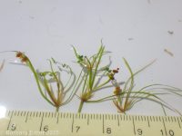 fibrous pondweed (<em>Potamogeton fibrillosus</em>)
