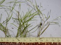 fibrous pondweed (<em>Potamogeton fibrillosus</em>)
