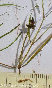 fibrous pondweed (<em>Potamogeton fibrillosus</em>)