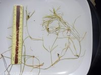 leafy pondweed (<em>Potamogeton foliosus</em>)