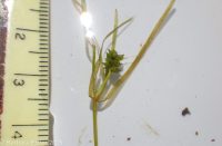 leafy pondweed (<em>Potamogeton foliosus</em>)