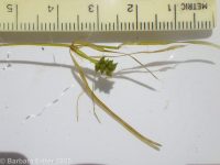 leafy pondweed (<em>Potamogeton foliosus</em>)