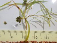 leafy pondweed (<em>Potamogeton foliosus</em>)