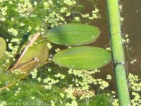 broadleaf pondweed (<em>Potamogeton natans</em>)