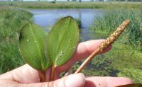 broadleaf pondweed (<em>Potamogeton natans</em>)