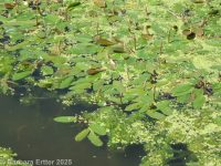 broadleaf pondweed (<em>Potamogeton natans</em>)