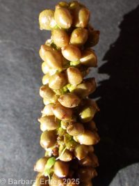 broadleaf pondweed (<em>Potamogeton natans</em>)
