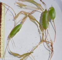 longleaf pondweed (<em>Potamogeton nodosus</em>)