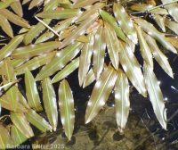 longleaf pondweed (<em>Potamogeton nodosus</em>)