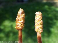 longleaf pondweed (<em>Potamogeton nodosus</em>)
