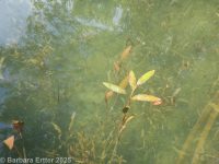 longleaf pondweed (<em>Potamogeton nodosus</em>)
