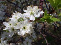 wild or American plum (<em>Prunus americana</em>)