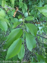 wild or American plum (<em>Prunus americana</em>)