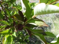 Canada Red chokecherry (<em>Prunus virginiana 'Canada Red'</em>)
