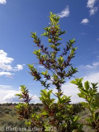 Canada Red chokecherry (<em>Prunus virginiana 'Canada Red'</em>)