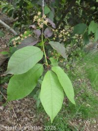 Canada Red chokecherry (<em>Prunus virginiana 'Canada Red'</em>)