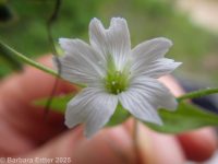 sticky starwort (<em>Pseudostellaria jamesiana</em>)