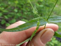 sticky starwort (<em>Pseudostellaria jamesiana</em>)